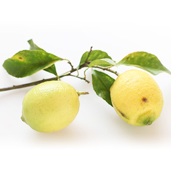 国産無農薬レモン 1kg 無選別 期日指定なし | 無農薬・自然栽培の南高
