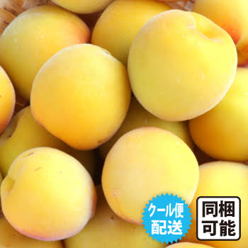 【完売】完熟南高梅（梅干用）4kg [送料込] | 無農薬・自然栽培の南高梅 てらがき農園